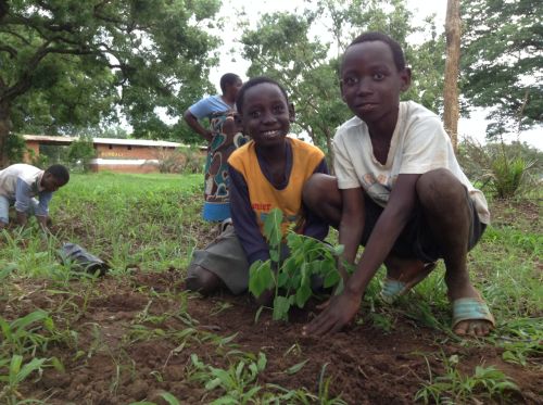B&auml;ume pflanzen 2017